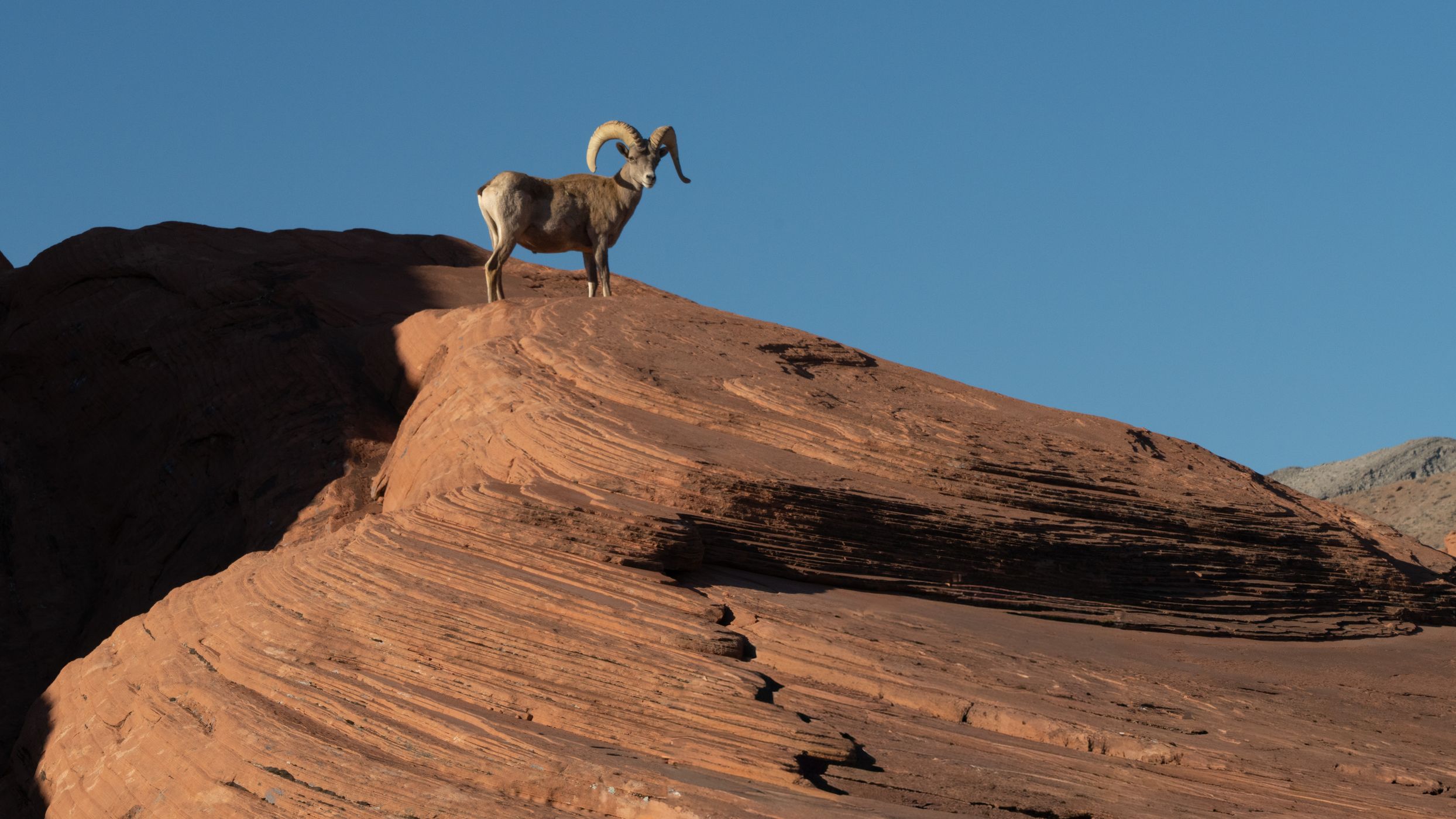 Valley of Fire Wildlife, USA