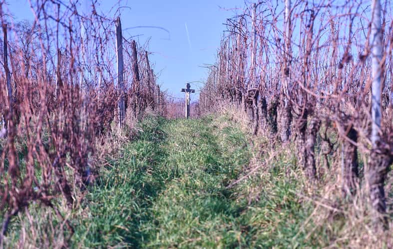 Vineyard