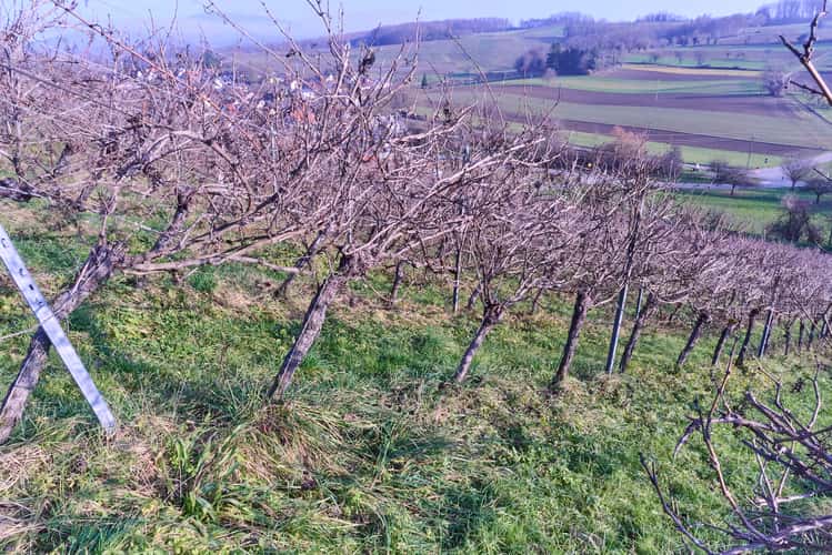 Vineyard