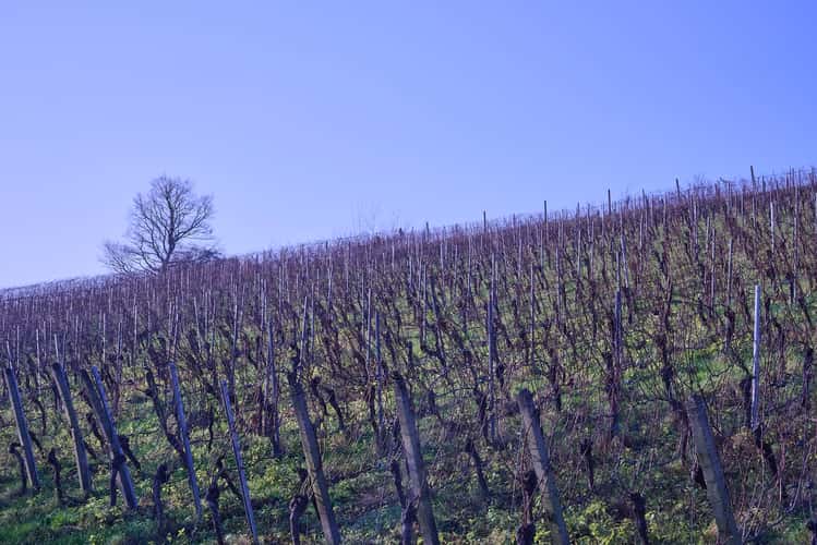 Vineyard