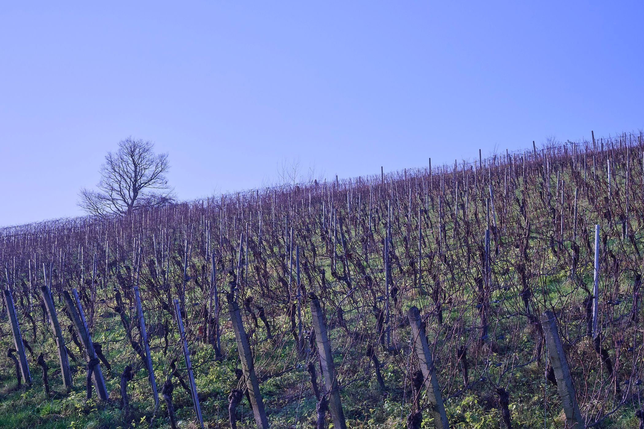 Vineyard, Germany