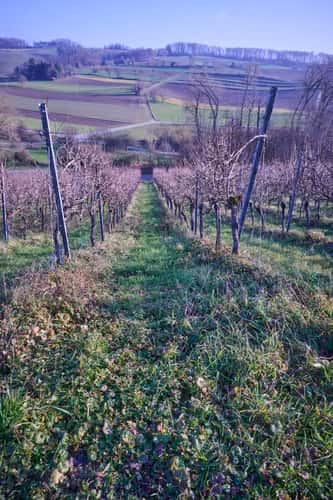 Vineyard