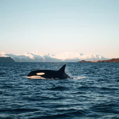 Whale watching in Skjervoy, Norway