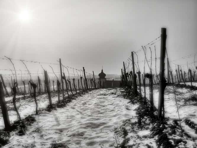 Winter at Thallern