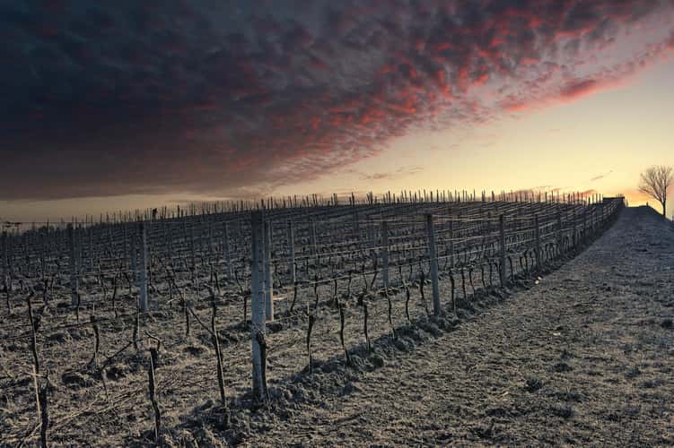 Winter in the vineyard