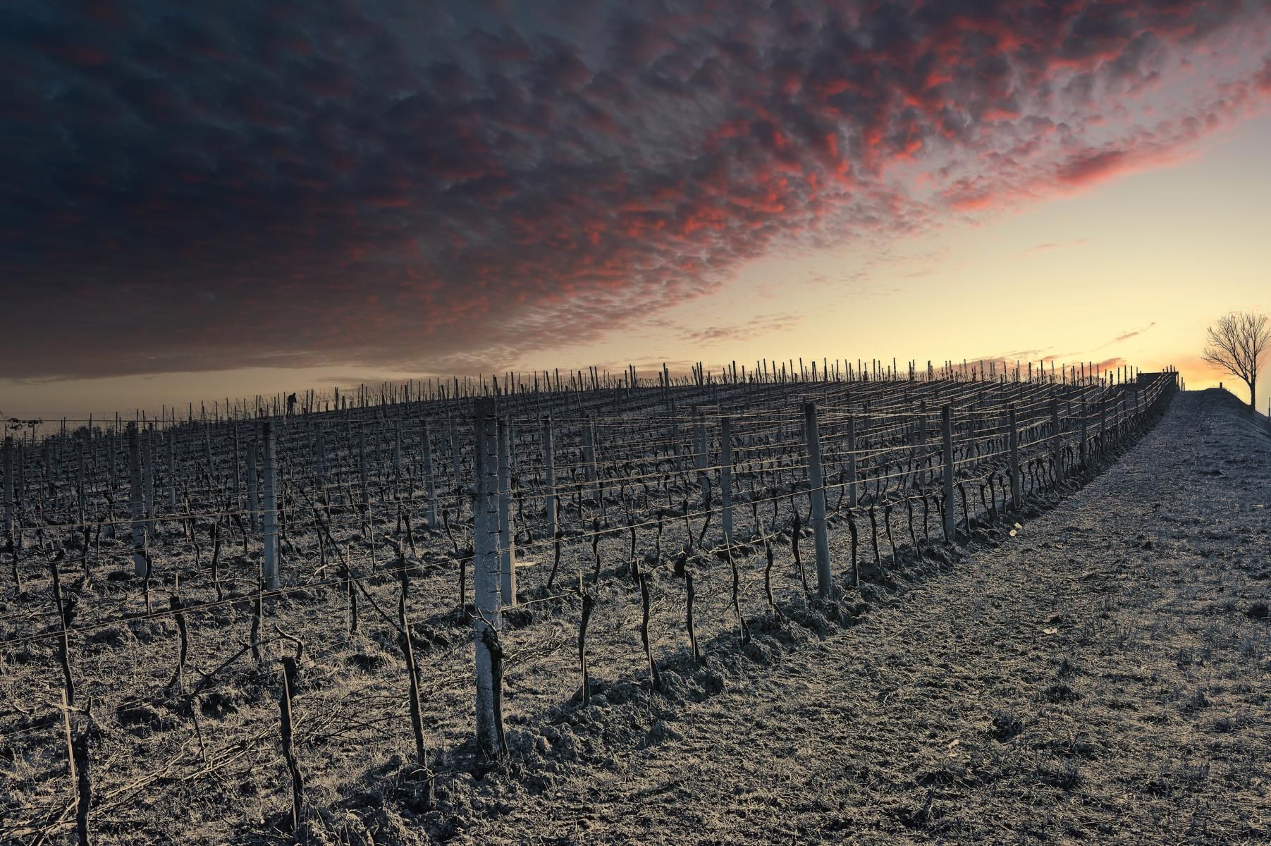 Winter in the vineyard, Austria