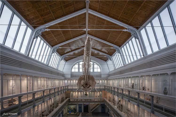 Zoologisches Museum
