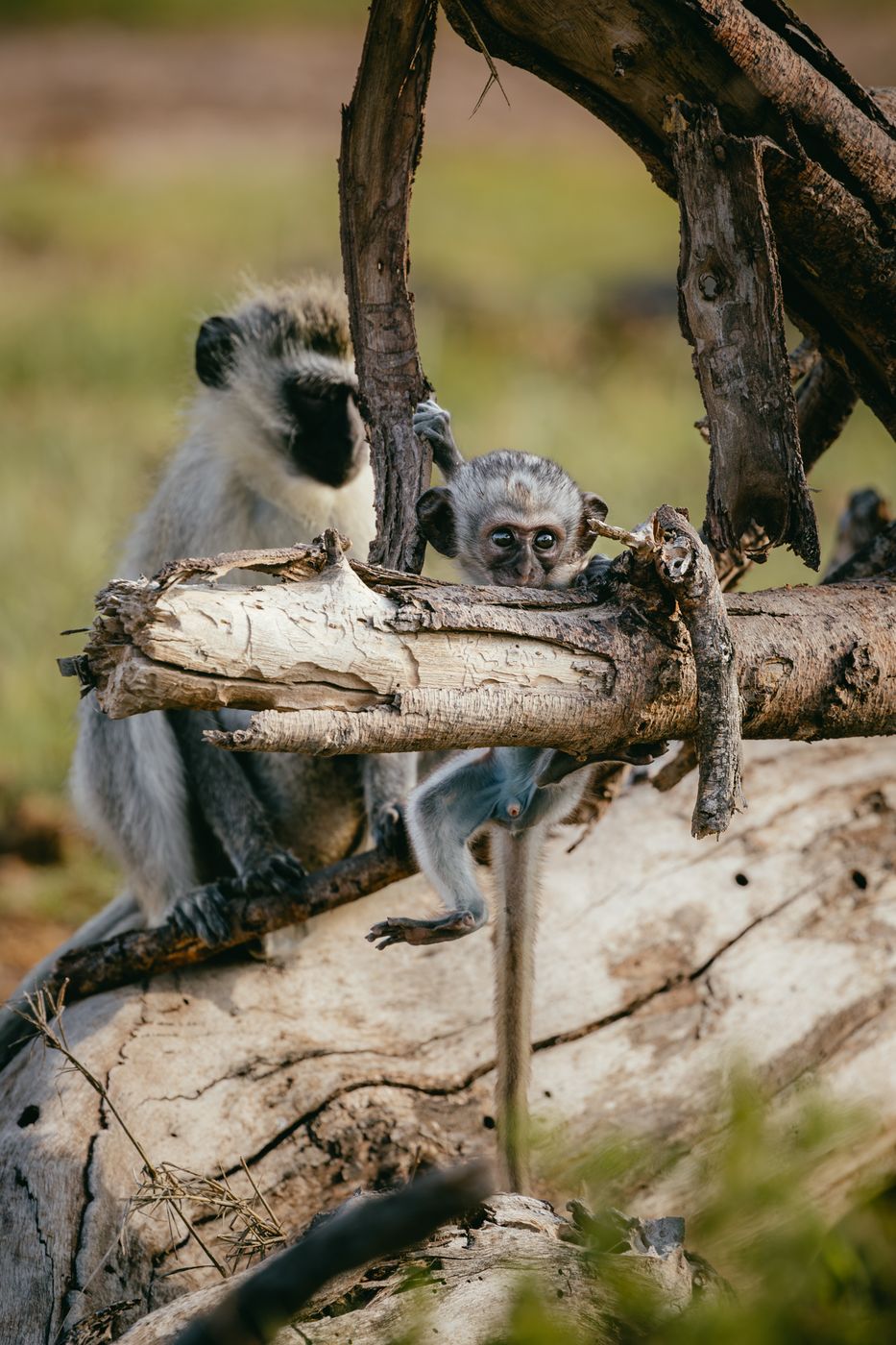 Abandoned Amboseli Lodge, Amboseli National Park, Kenya