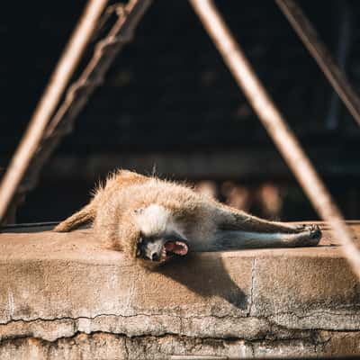 Abandoned Amboseli Lodge, Amboseli National Park, Kenya