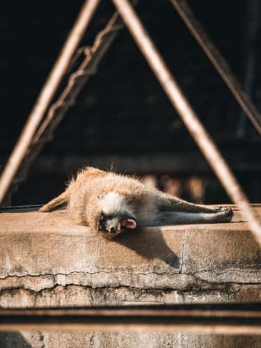 Abandoned Amboseli Lodge, Amboseli National Park