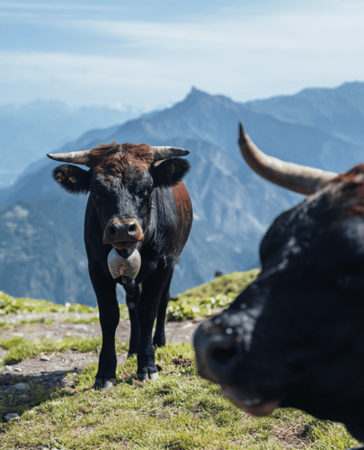 Alpine Cows