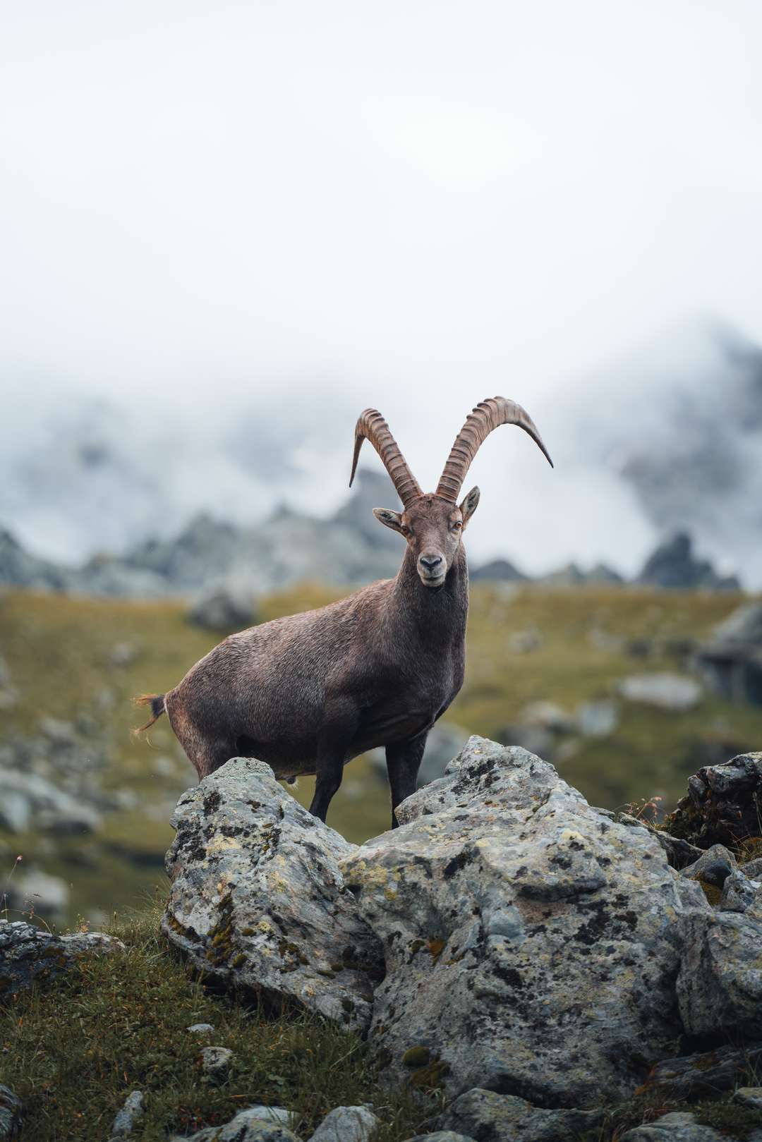 Get the exact geo-position for this spot: Ibex on Col de Louvie
