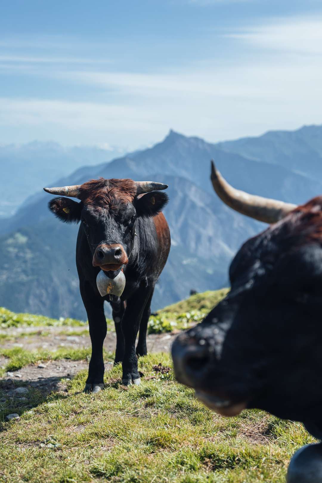 Get the exact geo-position for this spot: Alpine Cows