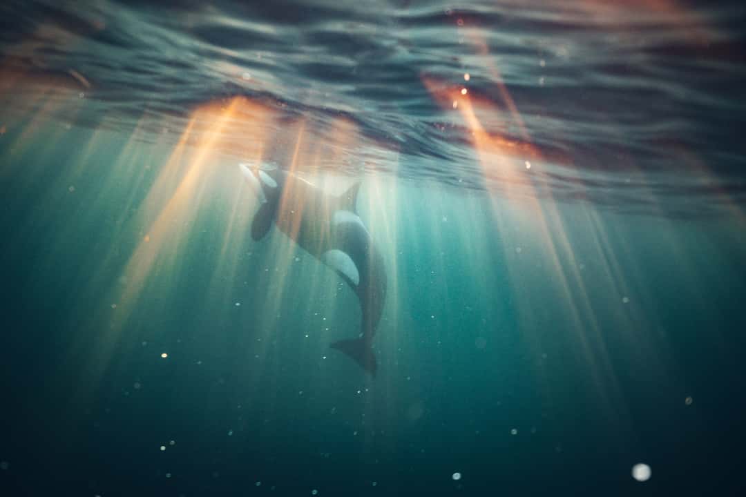 Orca illuminated by the rising sun.