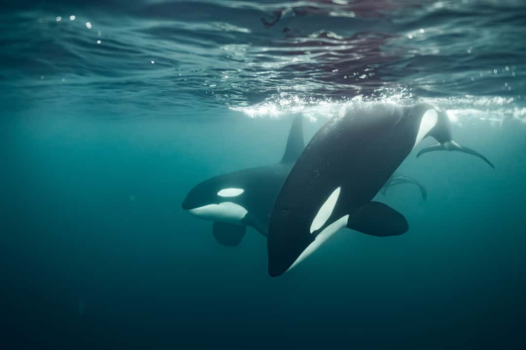 Saying good bye to the Orcas.