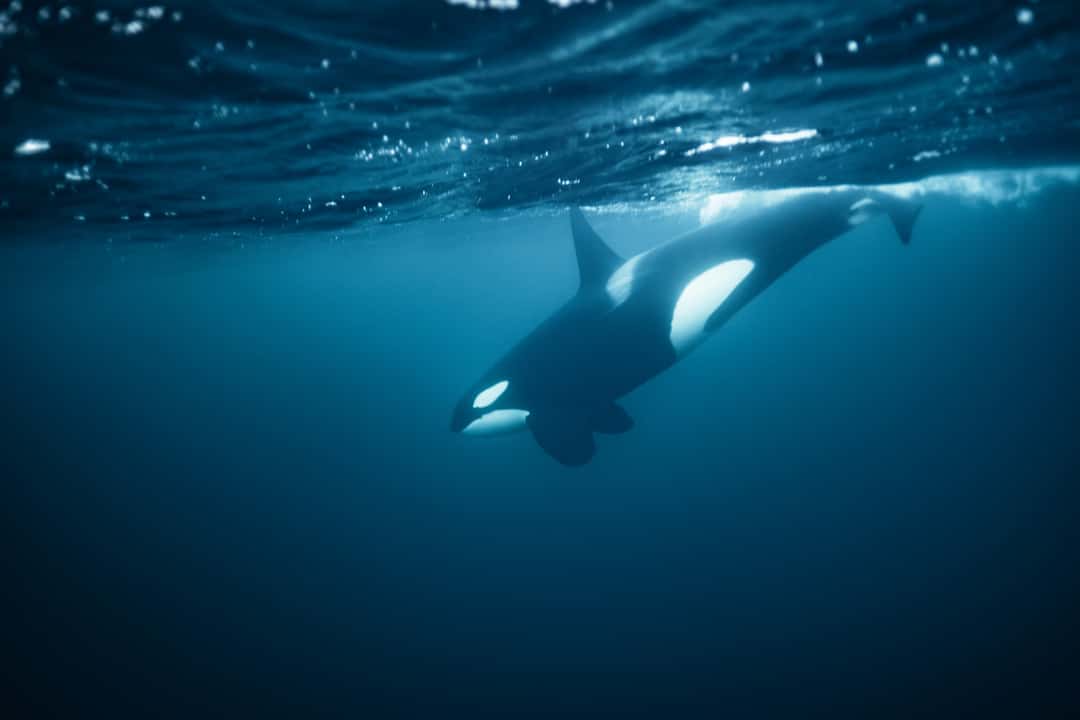 Get the exact geo-position for this spot: Orcas underwater in Skjervoy