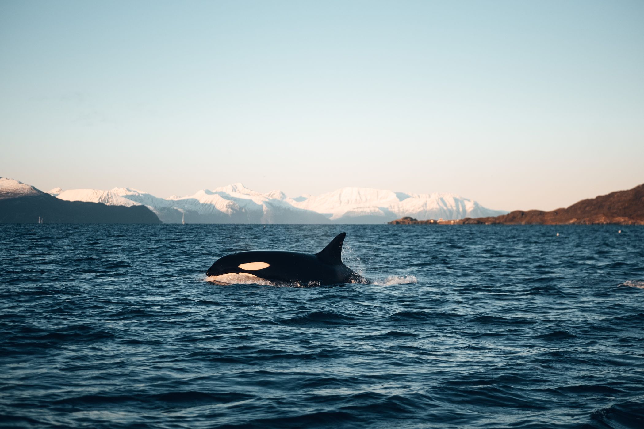 In Search of Orcas – Our Expedition to Northern Norway
