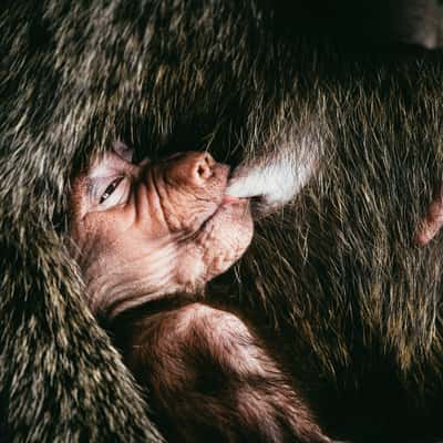 Baboon monkeys at Lodoare gate, Ngorongoro, Tanzania