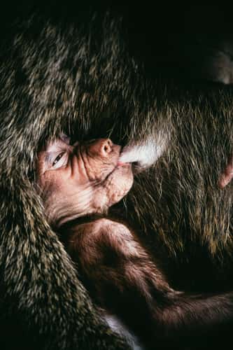 Baboon monkeys at Lodoare gate, Ngorongoro