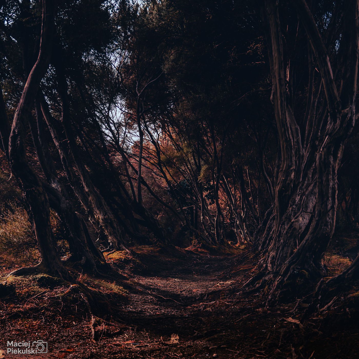 Beautiful Path, Portugal