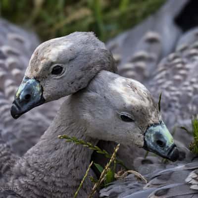 Cape Barren Geese, Nobbies, Phillip Island, Victoria, Australia
