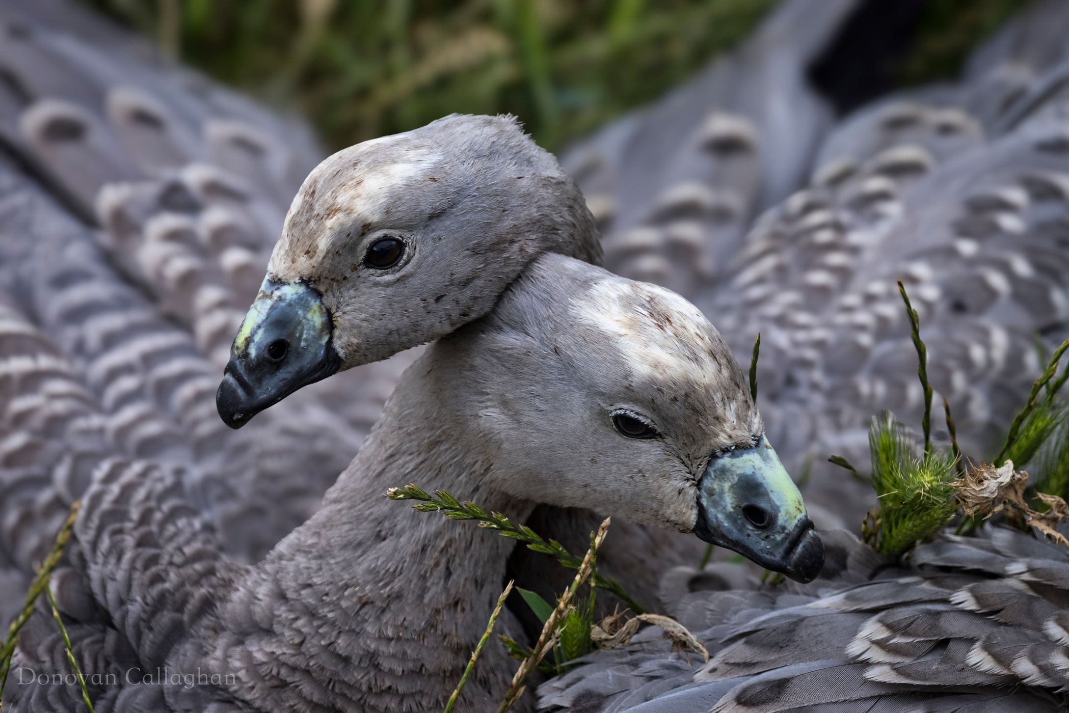 Cape Barren Geese, Nobbies, Phillip Island, Victoria, Australia