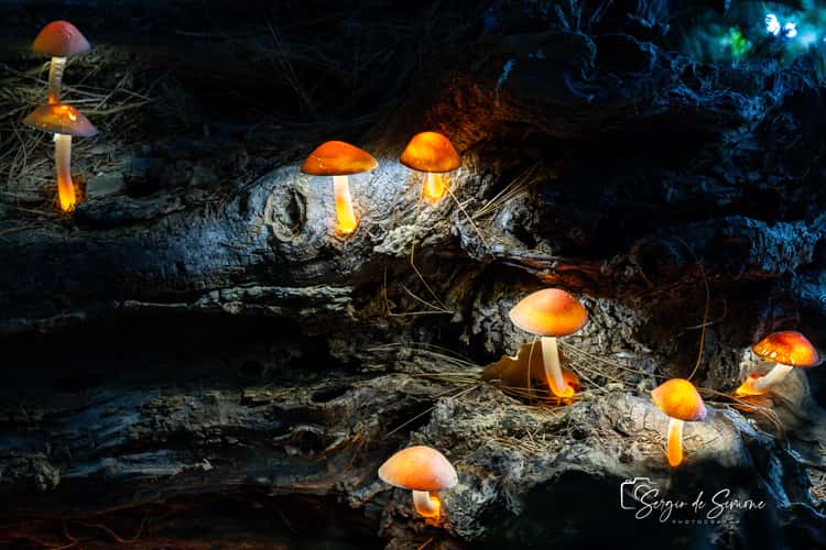 Christmas Lights