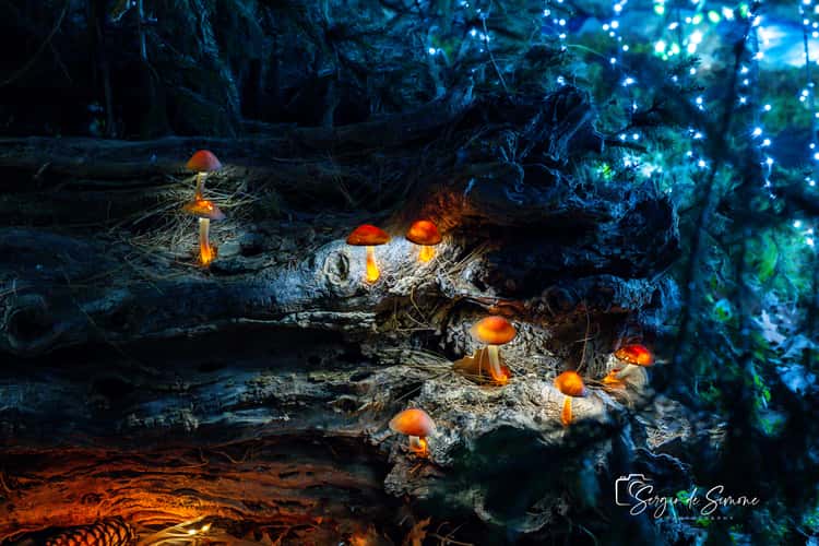 Christmas Lights
