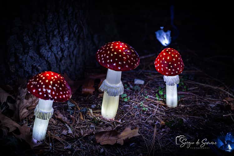 Christmas Lights