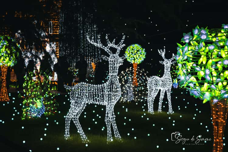 Christmas Lights