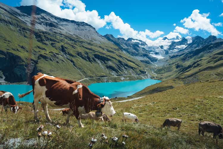Cows & Glaciers