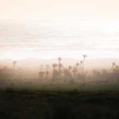 Dead Coastal Palms, New Zealand