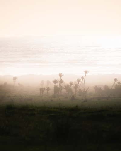 Dead Coastal Palms