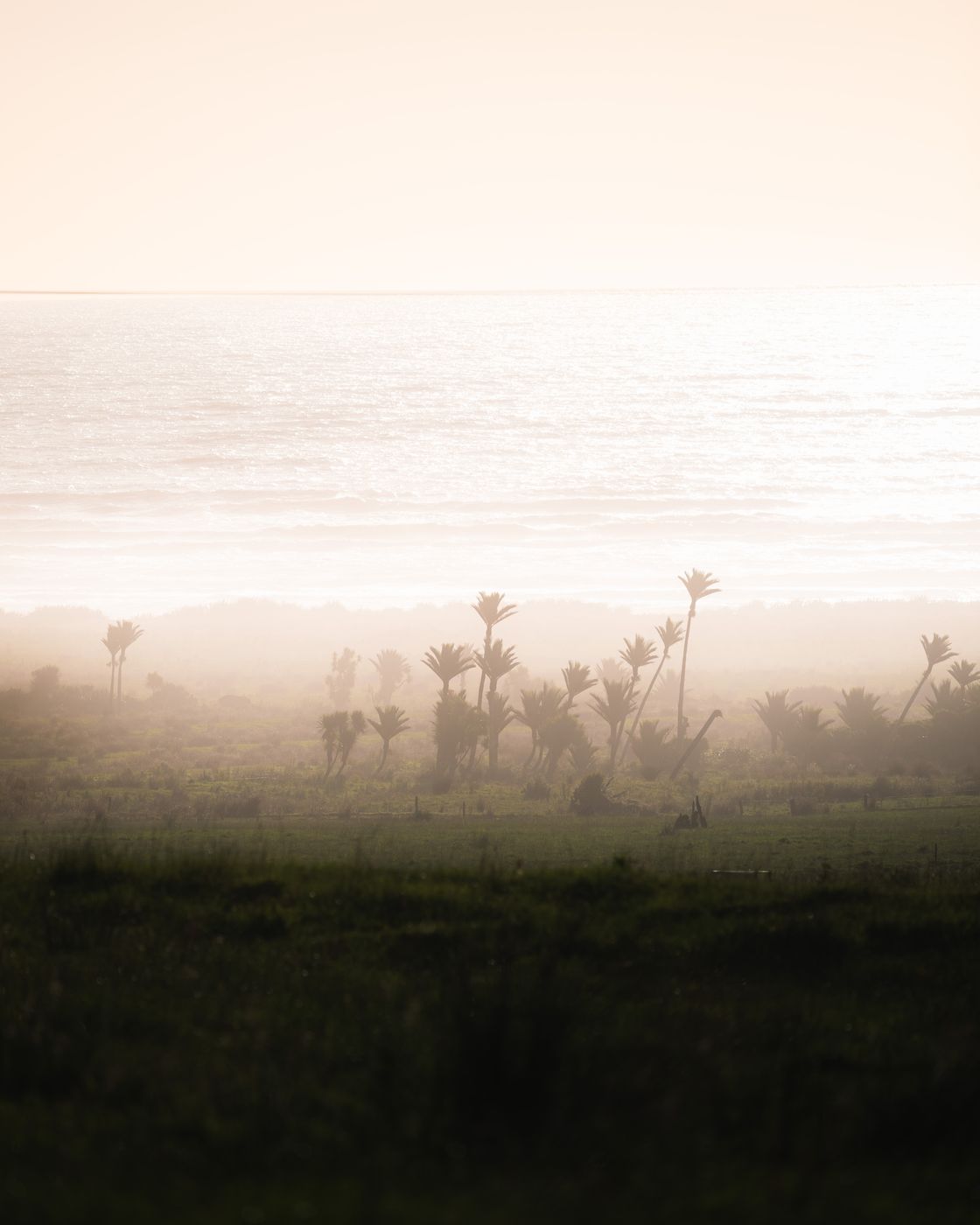 Dead Coastal Palms, New Zealand