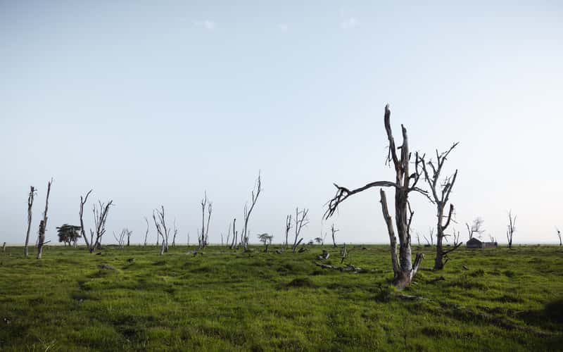 Dead trees near swamps, Amboseli Nationalpark