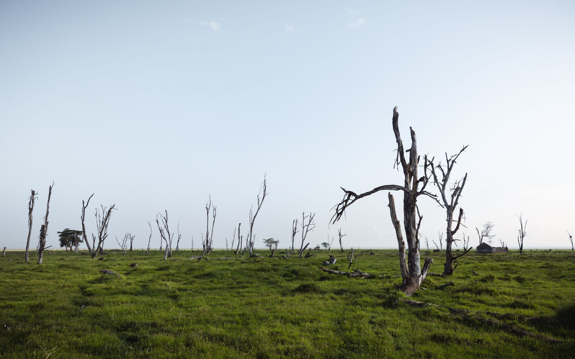 Dead trees near swamps, Amboseli Nationalpark, Kenya