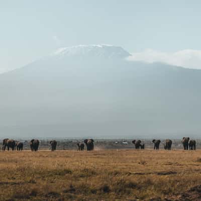 Elephants in front of Kilimanjaro, Amboseli National Park, Kenya