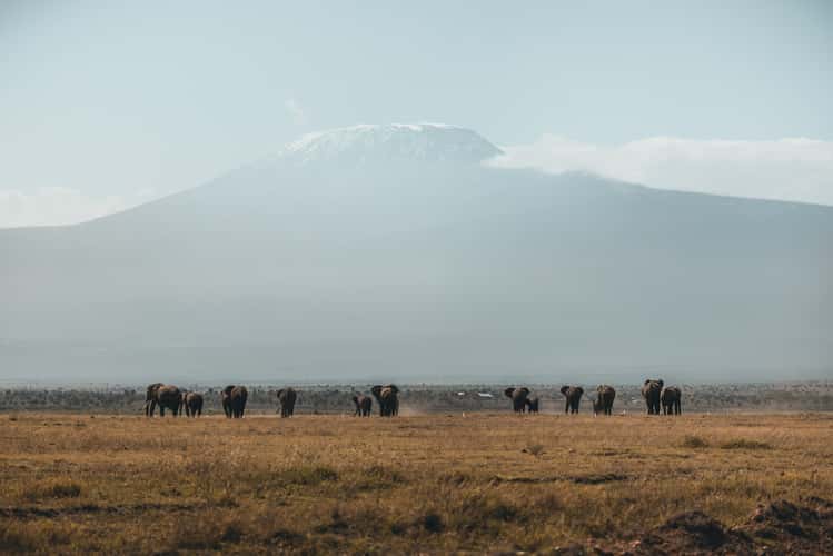 Elephants in front of Kilimanjaro, Amboseli National Park