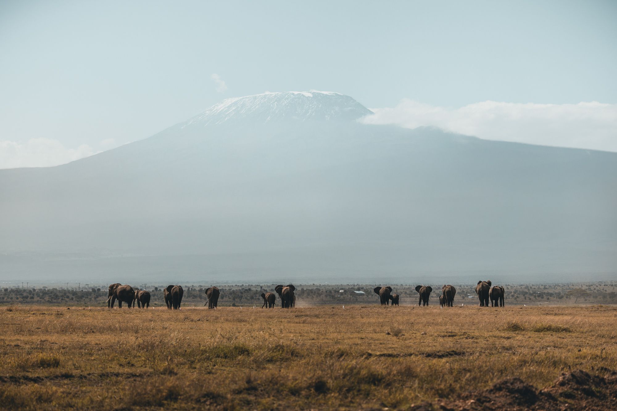 Elephants in front of Kilimanjaro, Amboseli National Park, Kenya
