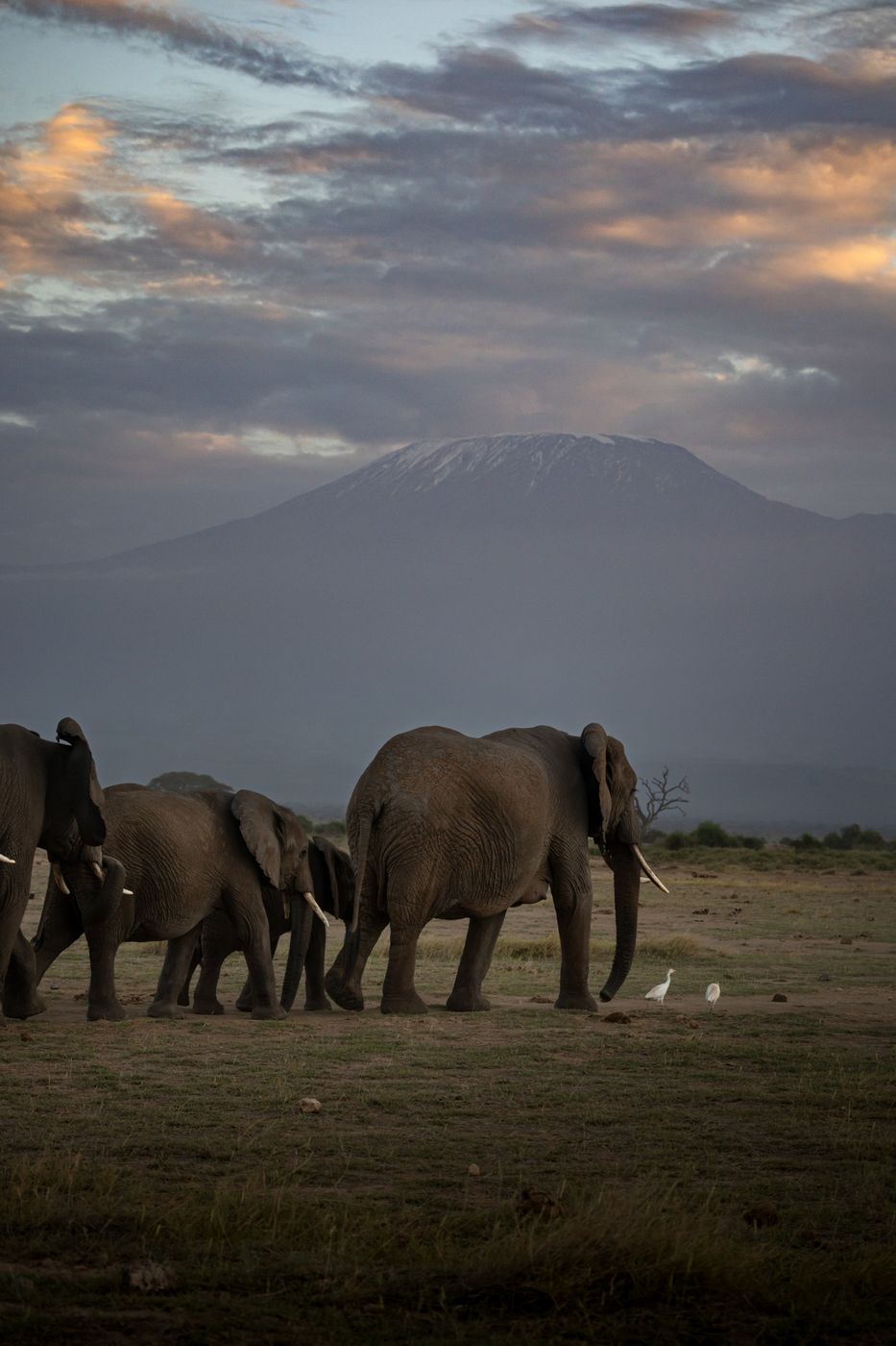 Elephants in front of Kilimanjaro, Amboseli National Park, Kenya