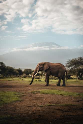 Elephants outside the National Park, Amboseli