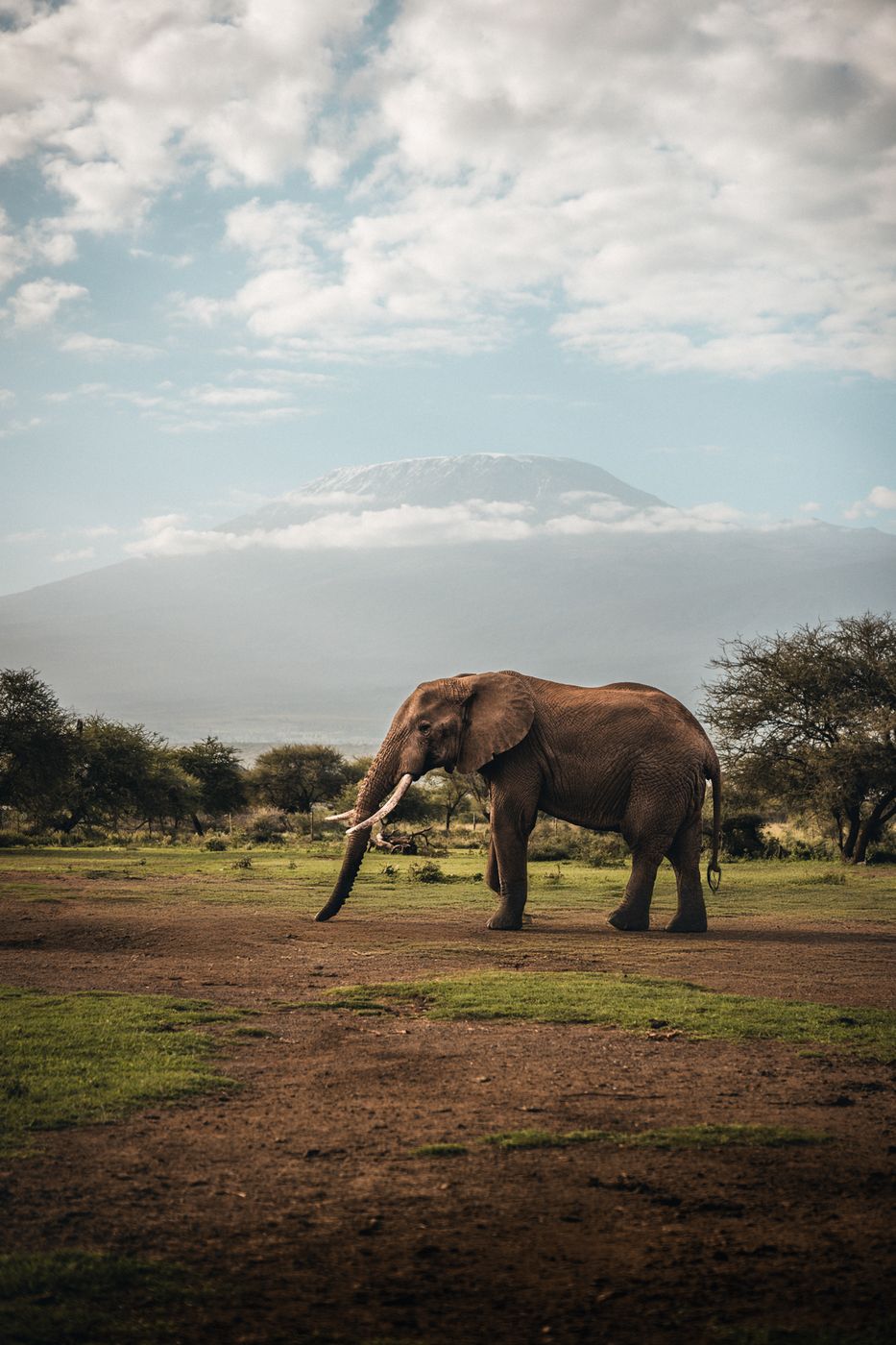 Elephants outside the National Park, Amboseli, Kenya