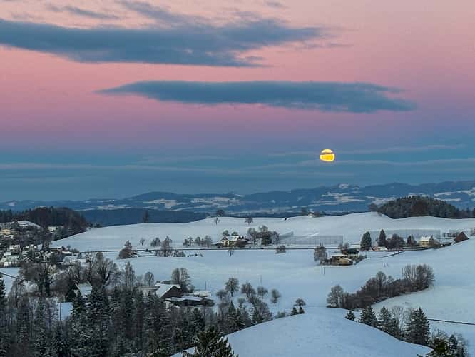 Fairy tale trees, Neuheim