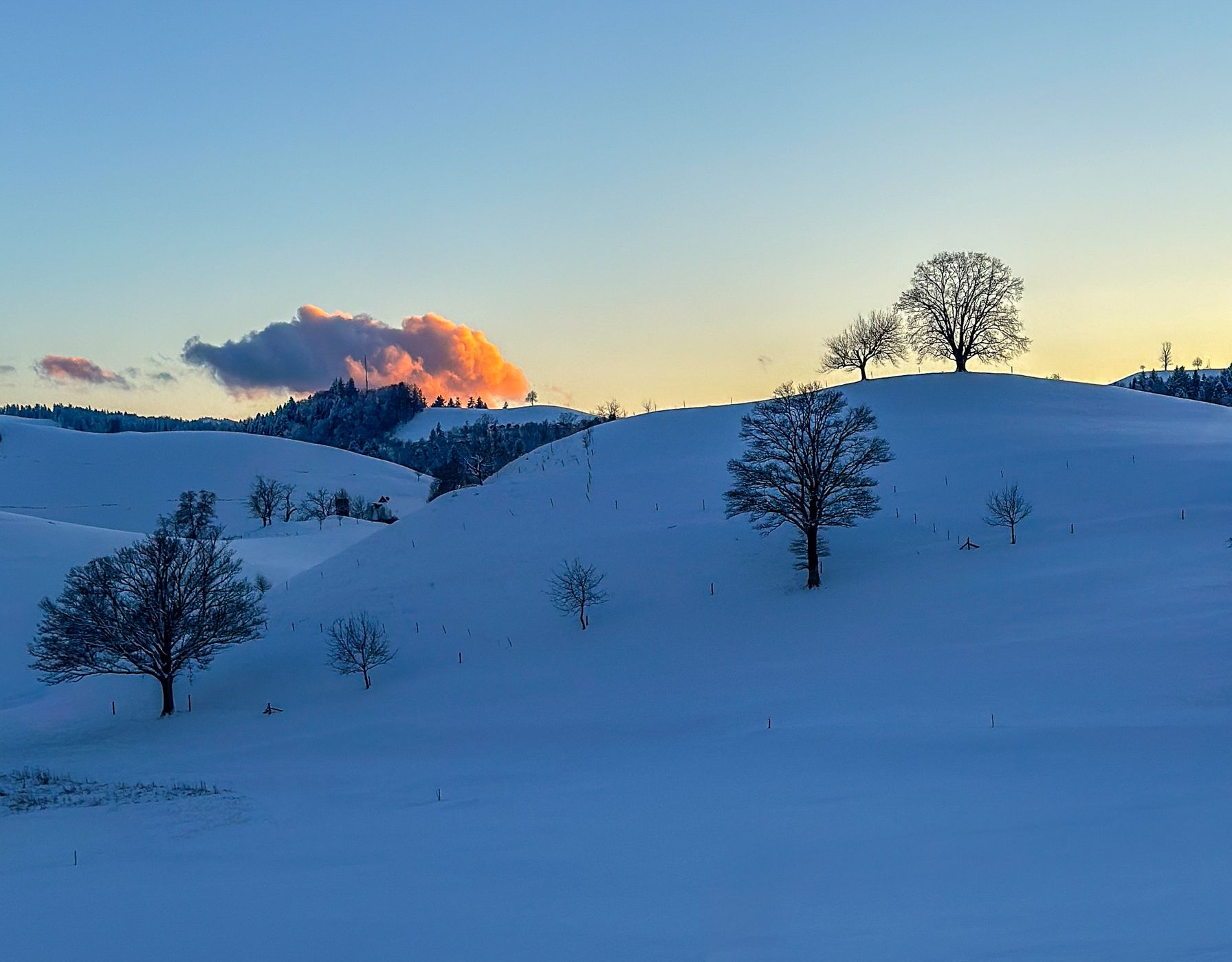 Fairy tale trees, Neuheim, Switzerland