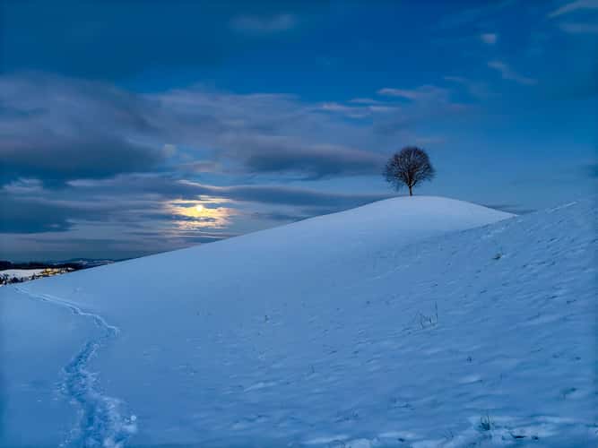 Fairy tale trees, Neuheim