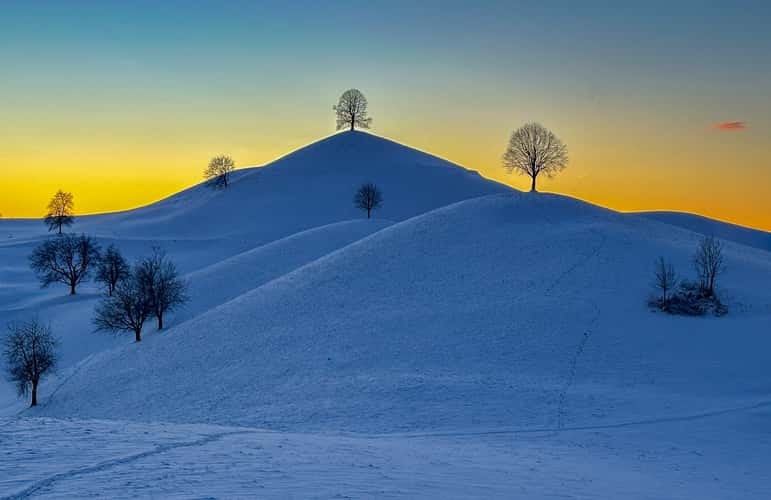 Fairy tale trees, Neuheim