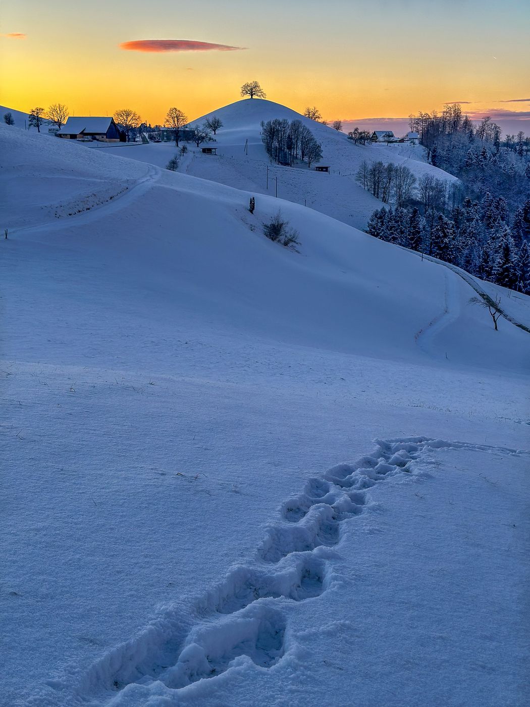 Fairy tale trees, Neuheim, Switzerland