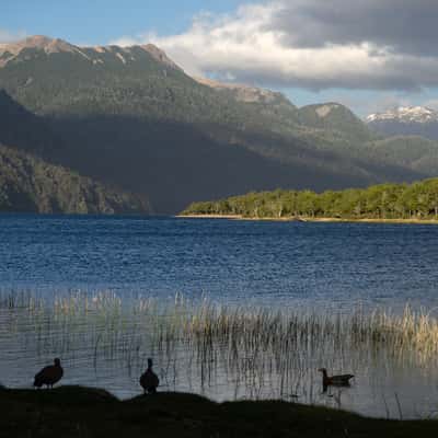 Falkner lake with ducks, Argentina