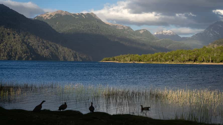 Falkner lake with ducks