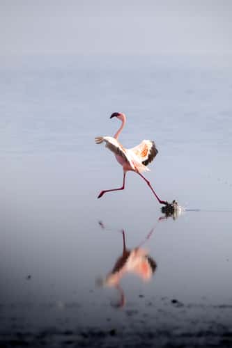 Flamingos around Lake Natron